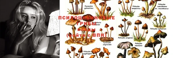 прущие грибы Абаза